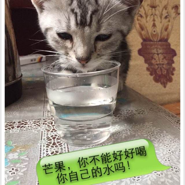 中央音乐学院毕业证丢了怎么办